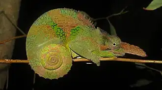 Description de l'image Kinyongia vosseleri 101436875.jpg.