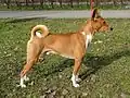 Basenji.