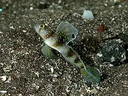 Vanderhorstia auropunctata