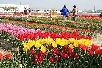 Kitajima (Tokushima)