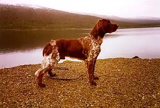 Petit épagneul de Münster.