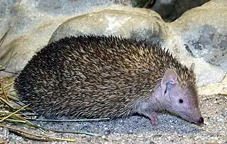Petit tenrec-hérisson (Echinops telfairi)