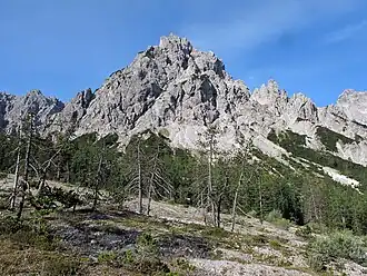 P. mugo nothosubsp. rotundata, vallée du Wimbach, Allemagne.