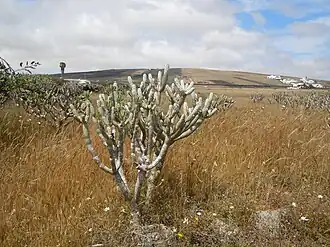 Kleinia neriifolia en avril dans des champs vers Mozaga à Lanzarote
