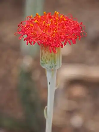 Description de l'image Kleinia stapeliiformis 2023-06-09 02.jpg.