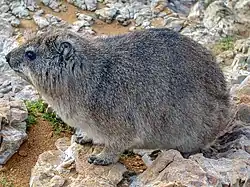Procavia capensis (Hyracoidea)