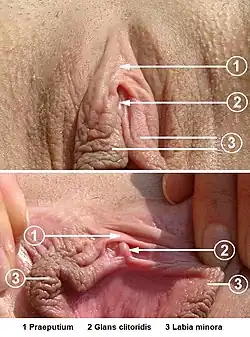 Photographie en gros plan, commentée, du clitoris d'une femme.