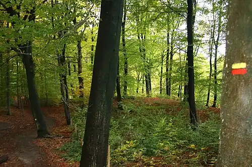 Le GR VA dans le Kluisbos