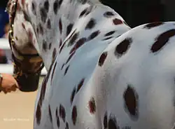 Vue arrière d'un cheval blanc avec de nombreuses petites taches rondes.