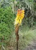 Kniphofia foliosa dans le parc national du Simien, Éthiopie.