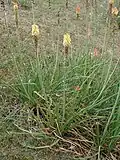 Kniphofia foliosa au Botanischer Garten Halle&nbsp;(de)