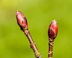 Bourgeons d'érable sycomore. Leur longueur est de 7&nbsp;mm env.