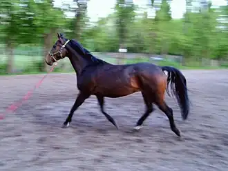 Image illustrative de l’article Malopolski