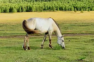 Un cheval clair avec des zébrures, broute.