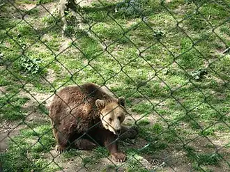 Image illustrative de l’article Zoo de Košice