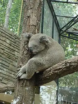 Koala endormi sur une fourche dans un enclos complètement grillagé