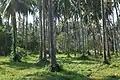 Plantation de cocotiers