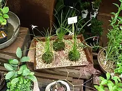 Kokedama avec l'orchidée Habenaria radiata