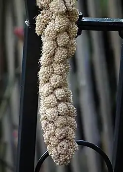 Millet à grappes ou du millet en branches Setaria italica.