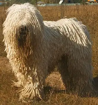 Komondor mâle.