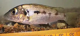 Description de l'image Konia eisentrauti 6784675.jpg.