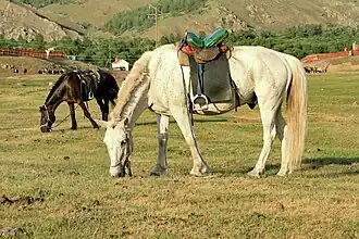 Un petit cheval gris-blanc broute.