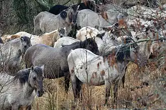 Groupe de chevaux gris compacts à l'automne