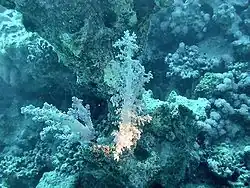 Image non corrigée avec une température de couleur d'environ 6000&nbsp;K