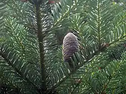 Sapin : cônes dressés, aiguilles courtes et peu piquantes, à section aplatie, avec deux bandes stomatales blanches sur la face inférieure, en disposition spiralée sur les rameaux sur la face inférieure.