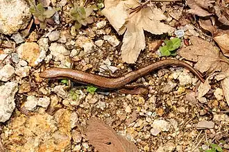 Description de l'image Korean Skink.JPG.