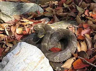 Description de l'image Korean rat snake.jpg.