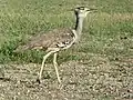 Parc transfrontalier de Kgalagadi, Afrique du Sud