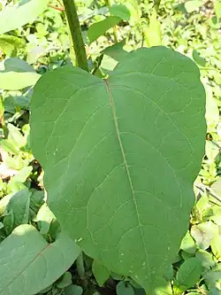 Feuille de R. ×bohemica.