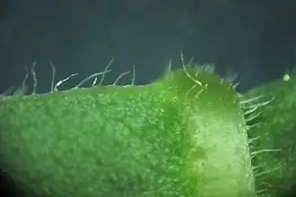 Pilosité de R. sachalinensis.