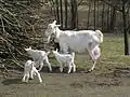 Chèvre blanche avec ses chevreaux