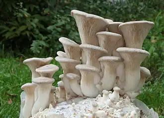 Pleurotus eryngii (Pleurotaceae)