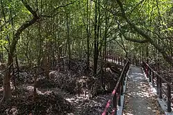 ... s'enfonçant au cœur de la mystérieuse mangrove.