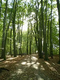 Sentier au sein de la forêt.