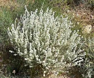 Description de l'image Krascheninnikovia lanata 1.jpg.