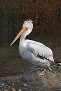 Pélican frisé.