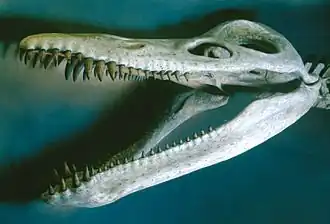 Vue rapprochée du crâne restauré d'un pliosaure
