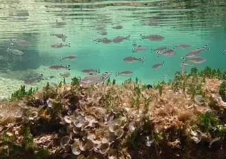 Kuhlia mugil (banc de juvéniles)