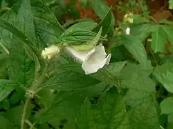 Fleur de sésame.