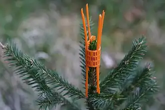 Protection plastique du bourgeon terminal d'un sapin blanc.