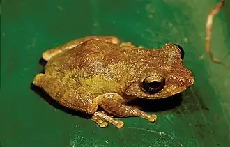 Description de l'image Kurixalus wangi holotype male.jpg.