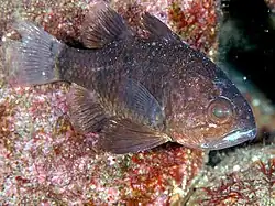 Apogonichthyoides niger