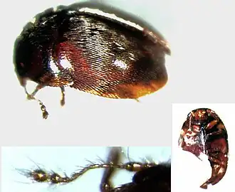 Description de l'image Kuschelidium maori.jpg.