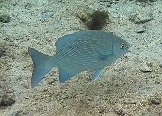 Kyphosus cinerascens