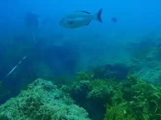 Description de l'image Kyphosus_sydneyanus_PC079084.JPG.