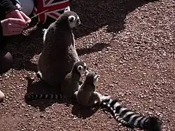 Lémur catta et jeunes.